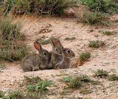 Conceden casi 3.300 permisos de descaste de conejo en año y medio en Albacete